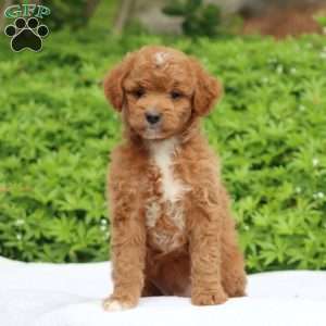 Copy of Copy of Copy of Skye, Mini Goldendoodle Puppy
